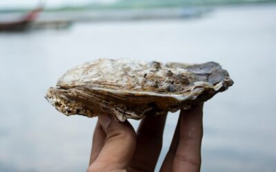 Where can you buy fresh oysters?