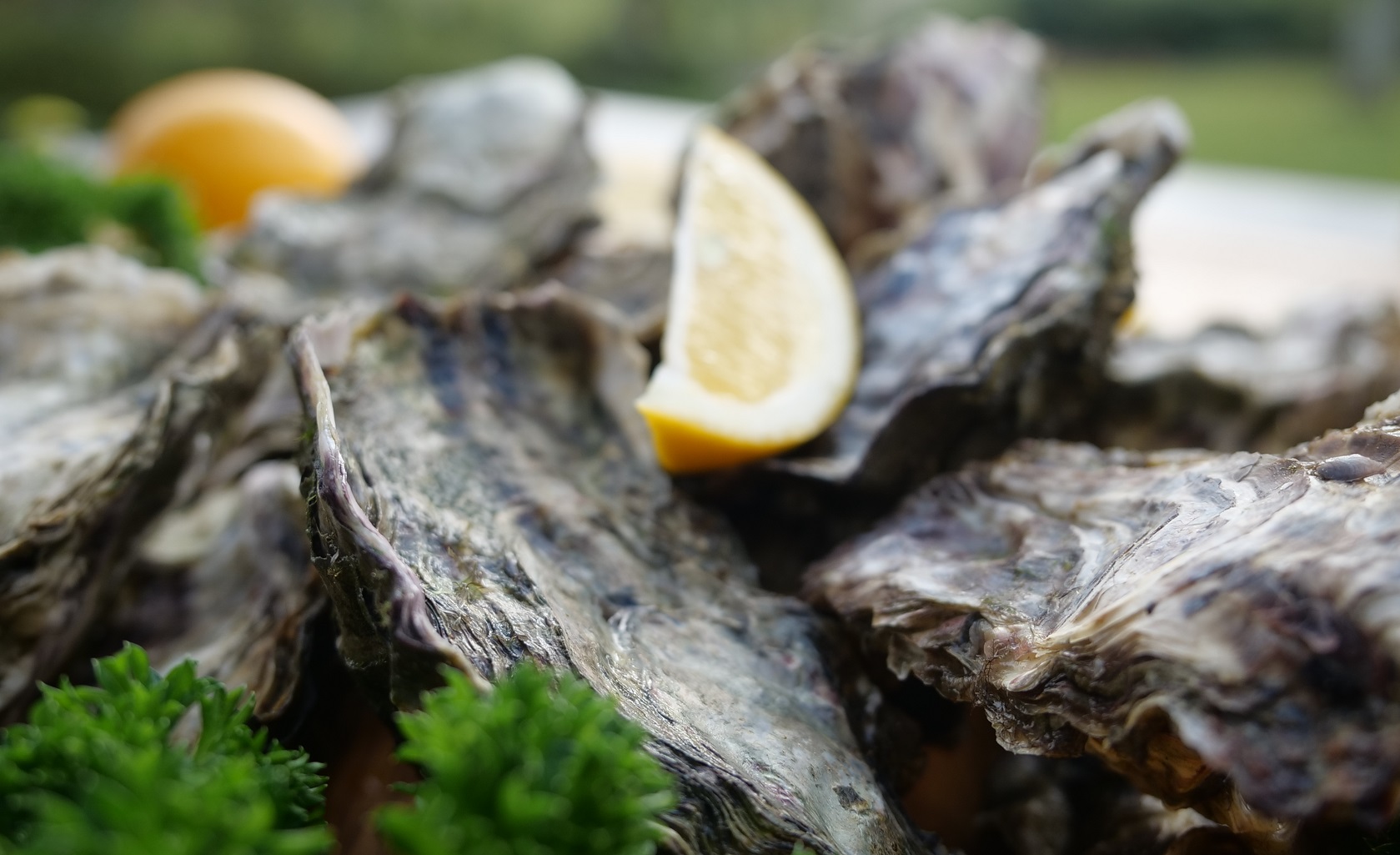 oysters - good for health