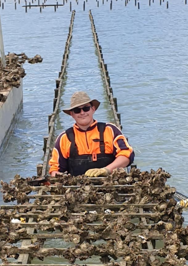 farming oysters in NZ