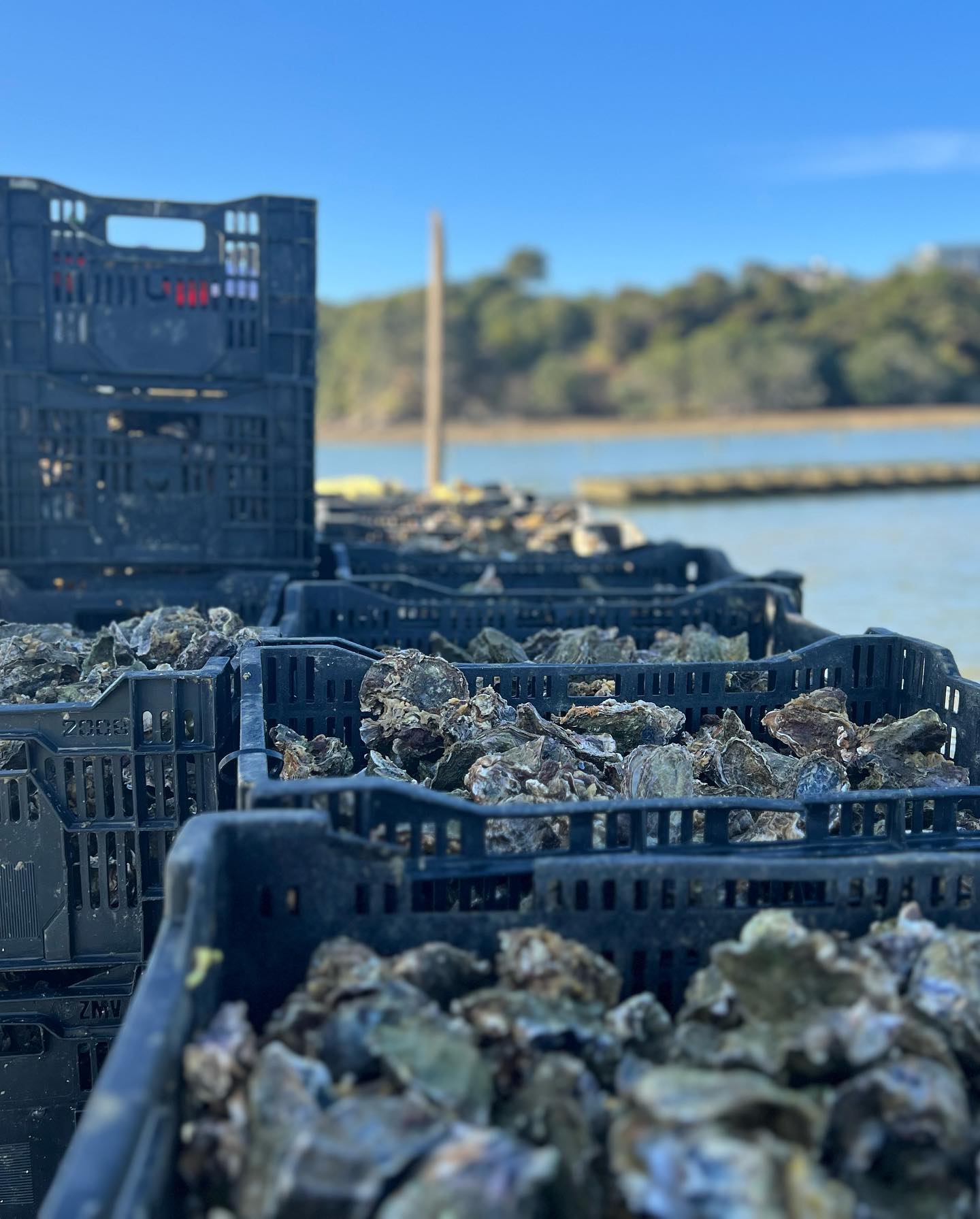 Oyster Farming NZ
