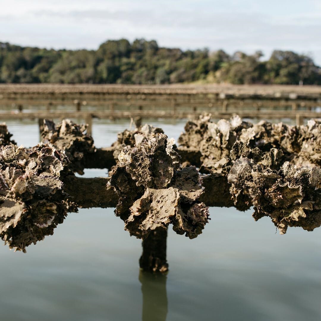 oysters climate change