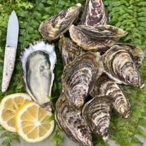 Fresh live Mahurangi Oysters with shucking knife and lemon