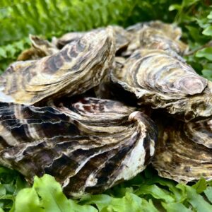 SALE Export Quality Cocktail Oysters   A Rare Chance to Indulge.   Price is per lot of 30 oysters (2½ dozen) $17.00 Doz