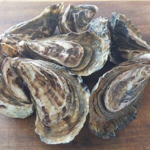 OUT OF SEASON Mahurangi Diploid Oysters (Live) Price is per lot of 30 oysters (2½ dozen)